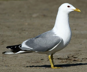 Цахлай (Үүлэн цахлай)